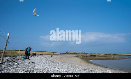 Une sterne arctique volant au-dessus de la plage de galets, et un ornithologue, à Cemlyn Bay, Anglesey, pays de Galles, ROYAUME-UNI Banque D'Images