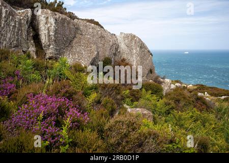 Bell Heather Below Quartzite affleure sur Holyhead Mountain, Holy Island, Anglesey, pays de Galles, Royaume-Uni Banque D'Images