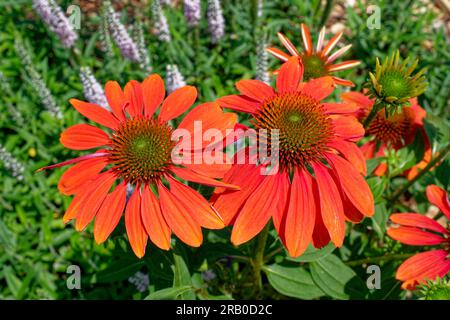 Orange profond ou rouge clair coneflowers certains entièrement ouverts dans la vue rapprochée de premier plan avec d'autres plantes de jardin en arrière-plan sur une journée ensoleillée Banque D'Images