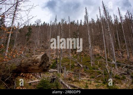 Une colline avec des arbres tombés après une tempête hivernale. Dans le parc national de la forêt bavaroise, la nature est laissée à elle-même et les arbres sont autorisés à pourrir Banque D'Images