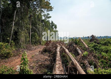 Déforestation dans la forêt amazonienne. Troncs d'arbres coupés par des bûcherons illégaux et forêt en arrière-plan. Brésil. Écologie, environnement, CO2. Banque D'Images