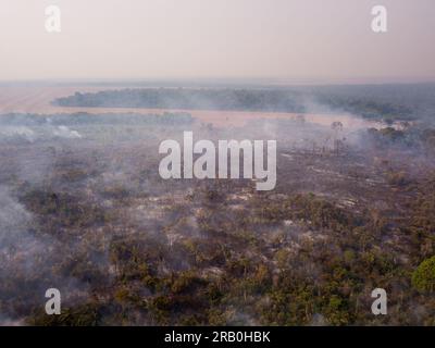 Arbres en feu avec de la fumée dans la déforestation illégale dans la forêt amazonienne pour ouvrir des terres pour l'agriculture et le bétail. Concept de co2, environnement, ecolo Banque D'Images