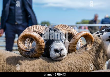 Mouton écossais blackface en enclos à Haddington Agricultural Show, East Lothian, Écosse, Royaume-Uni Banque D'Images