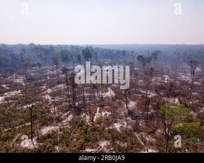 Arbres en feu avec de la fumée dans la déforestation illégale dans la forêt amazonienne pour ouvrir des terres pour l'agriculture et le bétail. Concept de co2, environnement, ecolo Banque D'Images