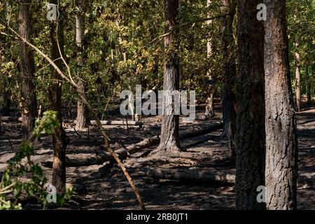 Entre la ville de Luckenwalde et Forst Zinna, juin 5 2023, Allemagne, de nombreux petits feux de forêt, le sol forestier a brûlé, la police assume incendie criminel, le service d'enquête criminelle enquête Banque D'Images