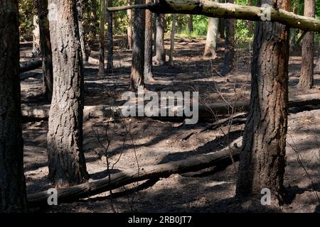 Entre la ville de Luckenwalde et Forst Zinna, juin 5 2023, Allemagne, de nombreux petits feux de forêt, le sol forestier a brûlé, la police assume incendie criminel, le service d'enquête criminelle enquête Banque D'Images