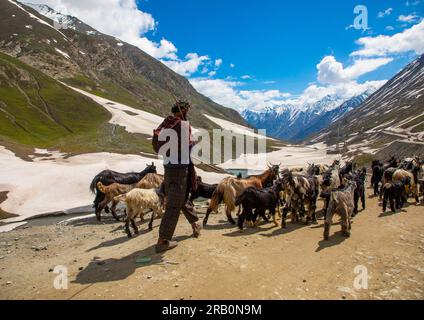 Herder avec ses chèvres sur la route, Ladakh, Zoji la Pass, Inde Banque D'Images