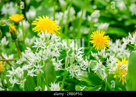 Ail sauvage (Allium ursinum), pissenlit avec ail sauvage en fleurs. Banque D'Images