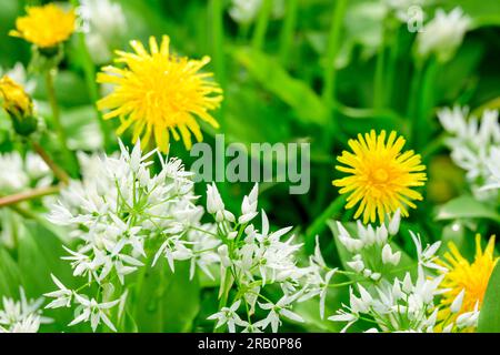 Ail sauvage (Allium ursinum), pissenlit avec ail sauvage en fleurs. Banque D'Images