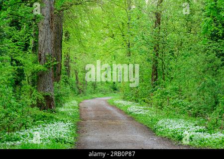 Ail sauvage (Allium ursinum), sentier forestier avec de l'ail sauvage en fleurs. Banque D'Images