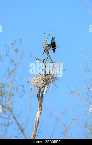 Lieu de reproduction des cormorans (Phalacrocorax carbo). Banque D'Images