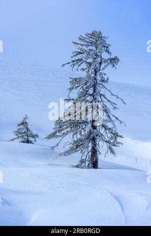 Autriche, Montafon, forêt de conifères en hiver. Banque D'Images