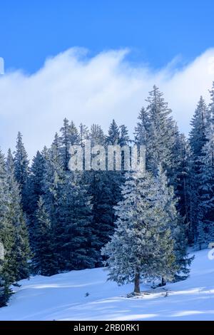 Autriche, Montafon, forêt de conifères en hiver. Banque D'Images