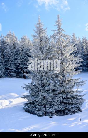 Autriche, Montafon, forêt de conifères en hiver. Banque D'Images