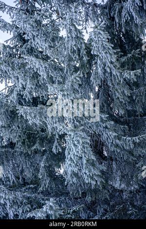 Autriche, Montafon, forêt de conifères en hiver. Banque D'Images