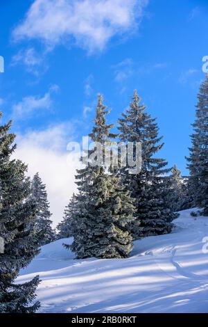 Autriche, Montafon, forêt de conifères en hiver. Banque D'Images