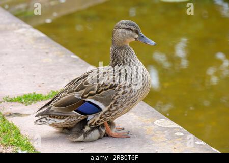 Mallard Anas platyrhynchos avec des poussins. Banque D'Images