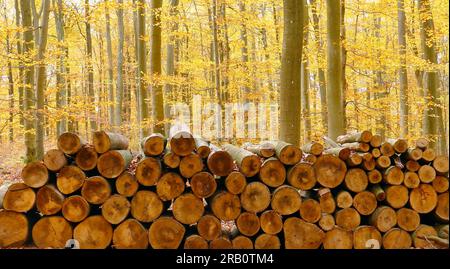 Tas de bois de hêtre dans la forêt d'automne, Freudenburg, Saargau, Rhénanie-Palatinat, Allemagne Banque D'Images