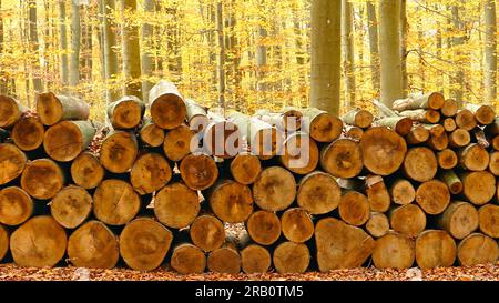 Tas de bois de hêtre dans la forêt d'automne, Freudenburg, Saargau, Rhénanie-Palatinat, Allemagne Banque D'Images