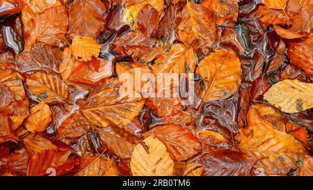 Feuilles de hêtre en automne, Freudenburg, Saargau, Rhénanie-Palatinat, Allemagne Banque D'Images