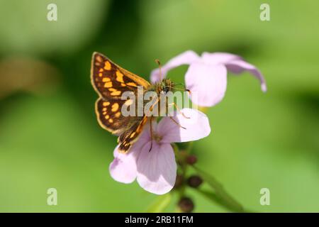 Skipper à damier (Carterocephalus palaemon) sur cresson-amer de coralroot (Cardamine bulbifera) Banque D'Images