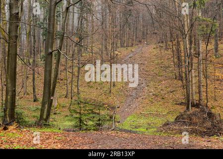 Europe, Pologne, petite Pologne, sentier de montagne jusqu'à Lackowa dans le Bas Beskids Banque D'Images