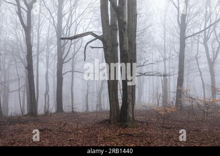 Europe, Pologne, petite Pologne, sentier de montagne jusqu'à Lackowa dans le Bas Beskids Banque D'Images