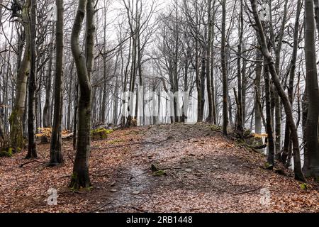 Europe, Pologne, petite Pologne, sentier de montagne jusqu'à Lackowa dans le Bas Beskids Banque D'Images