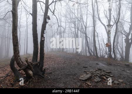 Europe, Pologne, petite-Pologne, Lackowa à Low Beskids Banque D'Images