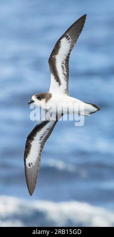 Bermudes Petrel, Pterodroma cahow, au large de la côte près de la colonie sur l'île de Nonsuch, Bermudes. Vol d'oiseau. Banque D'Images