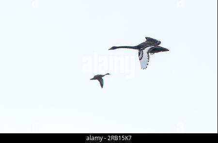 Cygne noir immature (Cygnus atratus) en vol en Nouvelle-Zélande. Banque D'Images