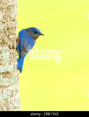 Oiseau bleu de l'est, Sialia sialis bermudensis, à la fin de l'automne sur les Bermudes. Banque D'Images