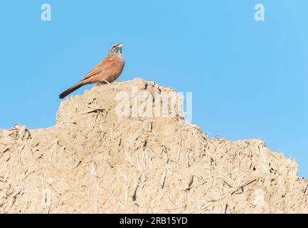 Maison de Bunting (Emberiza sahari) au Maroc à la fin de l'été ou au début de l'automne. Banque D'Images