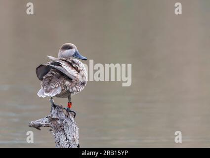 Sarcelle marbrée (Marmaronetta angustirostris) en Espagne. Aussi connu sous le nom de Marbled Duck. Fait partie d'un projet de conservation espagnol. Banque D'Images