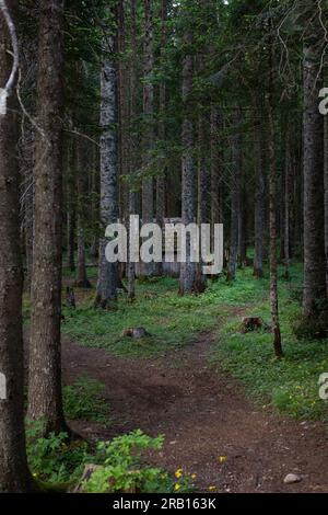 Une vieille et très mystérieuse maison en bois dans une dense forêt sombre. Trekking, voyage, vacances Banque D'Images