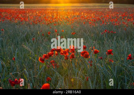 Champ de coquelicots à la lumière du soir, Papaver rhoeas, Basse-Franconie, Bavière, Allemagne, Europe Banque D'Images