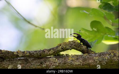 Coléoptère (Lucanus cervus) mâle sur branche couverte de mousse, Steigerwald, Basse-Franconie, Bavière, Allemagne, Europe Banque D'Images