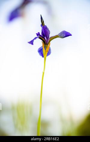 Iris sibérien, iris des prairies, Iris sibirica, réserve naturelle Riedholz et Grettstädter Wiesen près de Schwebheim, Basse-Franconie, Bavière, Allemagne, Europe Banque D'Images