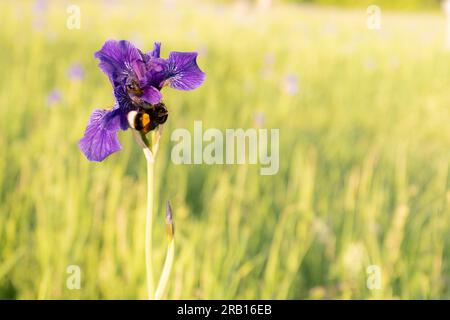 Bourdon sur une fleur d'iris sibérien, Iris sibirica, Bavière, Allemagne, Europe Banque D'Images