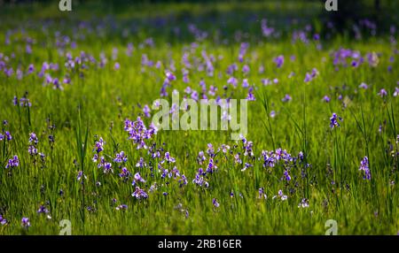 Iris sibérien, iris des prairies, Iris sibirica, réserve naturelle Riedholz et Grettstädter Wiesen près de Schwebheim, Basse-Franconie, Bavière, Allemagne, Europe Banque D'Images