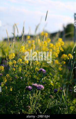 Mélanges floraux entre les vignes du Kaisertuhl pour favoriser le mangeur d’abeilles Banque D'Images