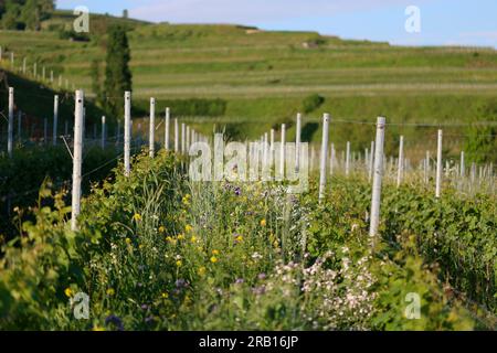 Mélanges floraux entre les vignes du Kaisertuhl pour favoriser le mangeur d’abeilles Banque D'Images