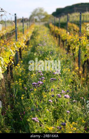 Mélanges floraux entre les vignes du Kaisertuhl pour favoriser le mangeur d’abeilles Banque D'Images