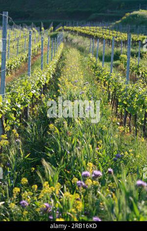 Mélanges floraux entre les vignes du Kaisertuhl pour favoriser le mangeur d’abeilles Banque D'Images