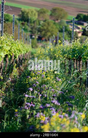 Mélanges floraux entre les vignes du Kaisertuhl pour favoriser le mangeur d’abeilles Banque D'Images