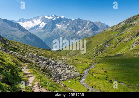 Paysage de montagne typique avec des vaches de pâturage au tyrol, Europe, Autriche, Zillertal Banque D'Images