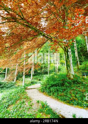 Hêtre de cuivre étendu dans le jardin Krause de Mittenwald Banque D'Images