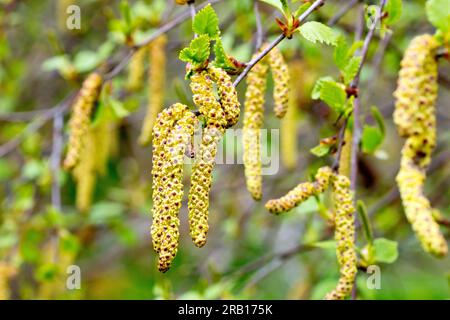 Bouleau argenté (betula pendula), gros plan des fleurs mâles ou des chatons accrochés à l'arbre lorsque les feuilles commencent à apparaître au printemps. Banque D'Images