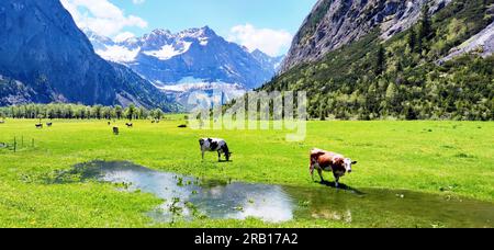 Troupeau de bovins au printemps sur la Großer Ahornboden, montagnes Karwendel Banque D'Images