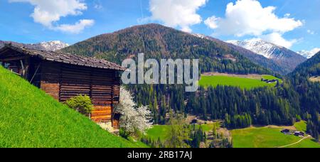 Cerisier en fleurs à côté d'une grange à foin rustique sur la route de la ferme dans la vallée d'Ulten, Tyrol du Sud Banque D'Images